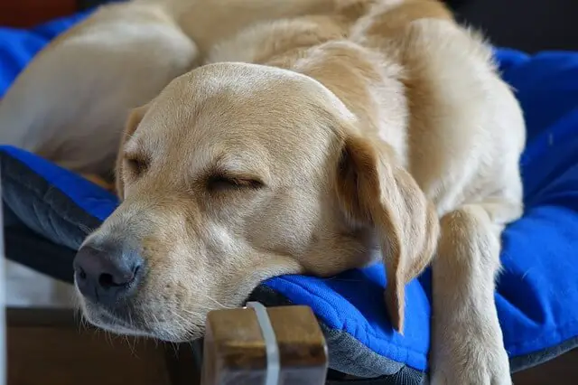 dog sleeping on bed