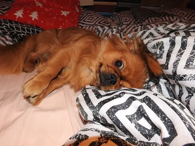 dog sleeping on bed