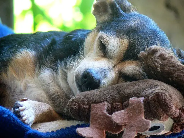 dog sleeping on pillow