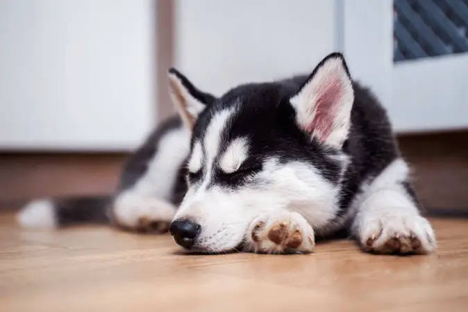 Dog sleeping on the belly