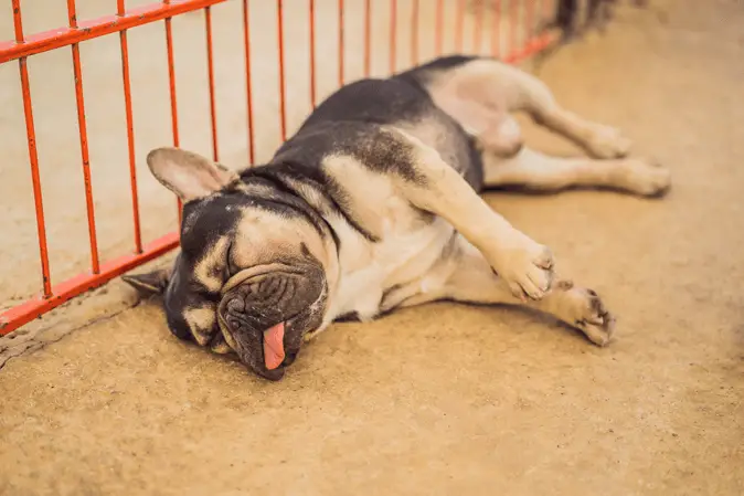 dog sleeping on the side