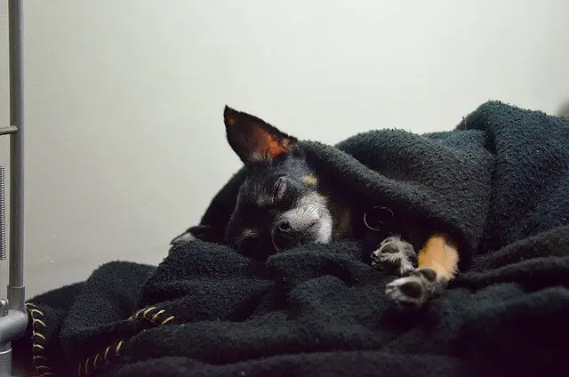 perro durmiendo