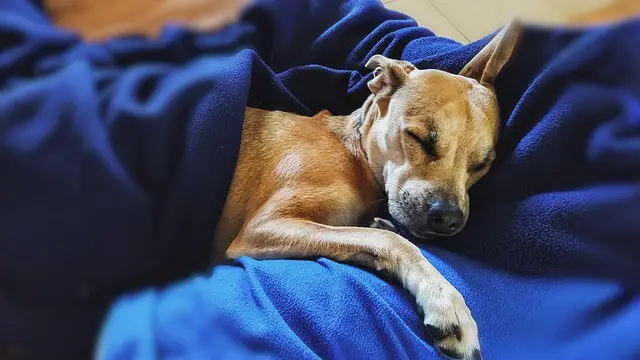 dog sleeping with a blanket