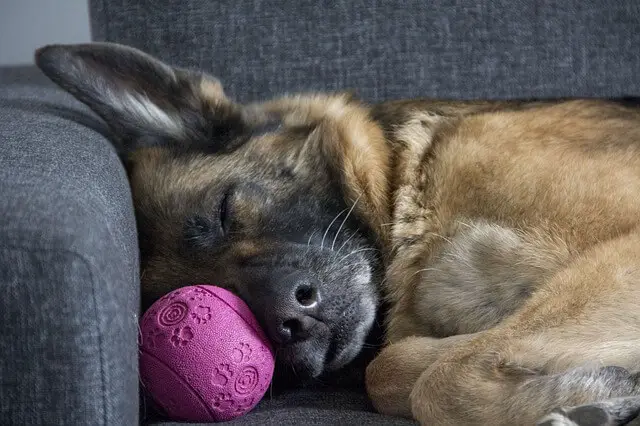 dog sleeping on couch