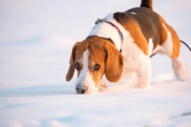 Dog sniffing