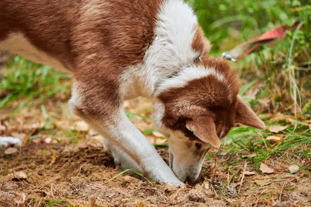 Dog sniffing