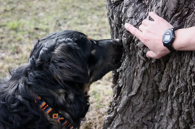dog sniffing a tree