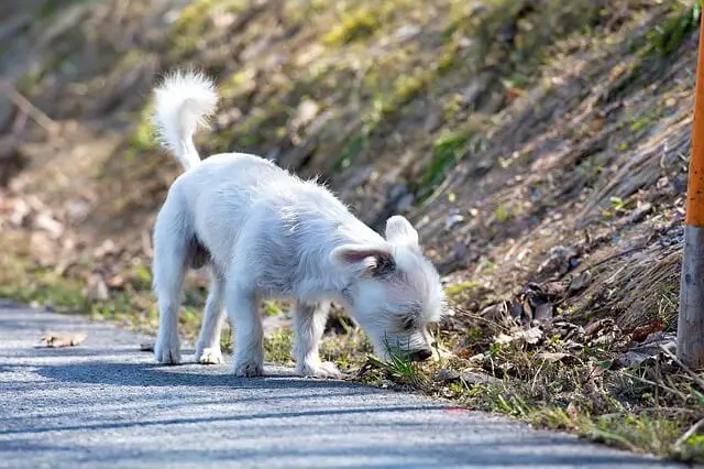 dog sniffs