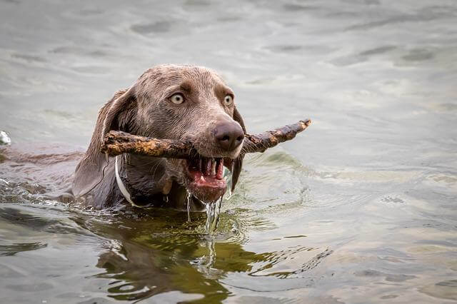 dog swimming