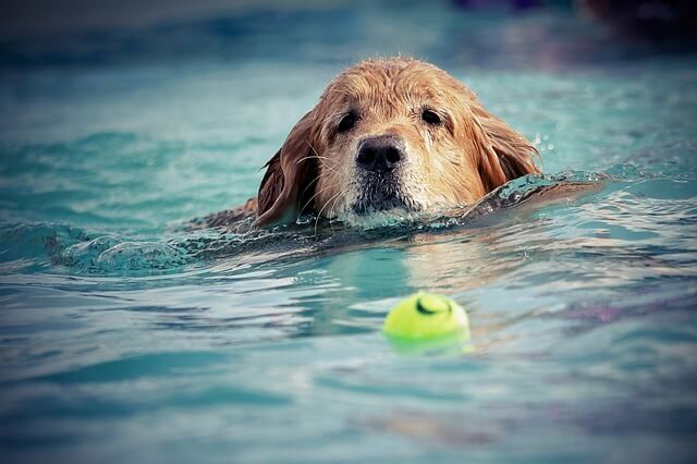 dog swimming in pool