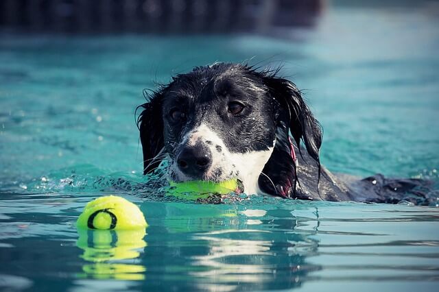 perro nadando en la piscina