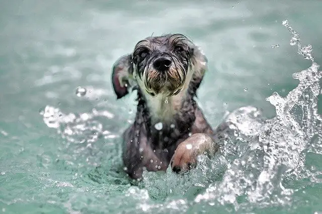 dog swimming