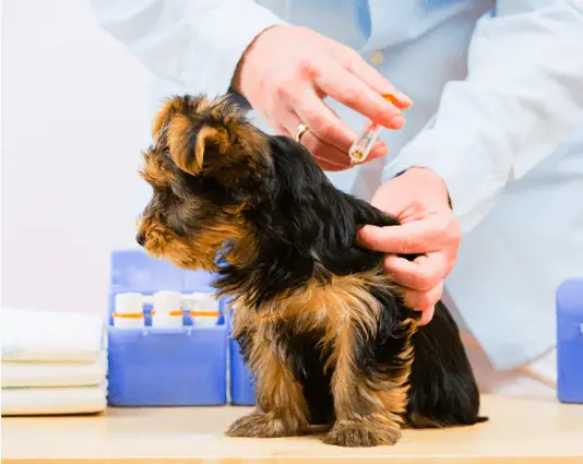 cane che cattura un colpo