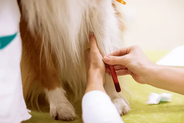 dog taking blood shot