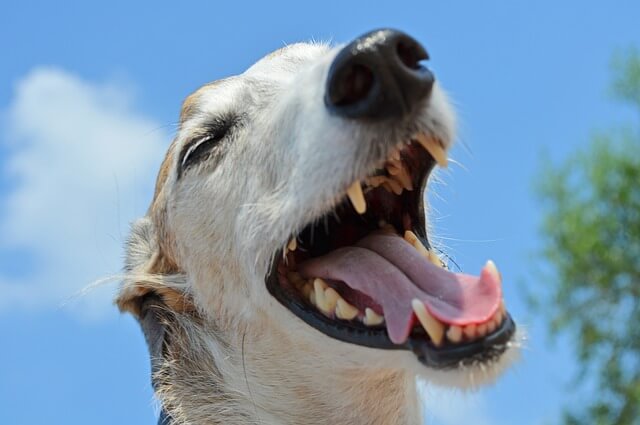 dog teeth