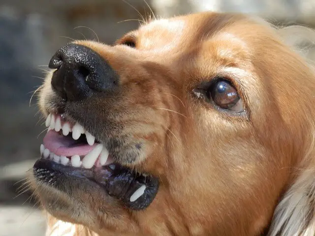dientes de perro