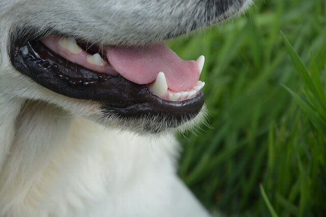 dog teeth