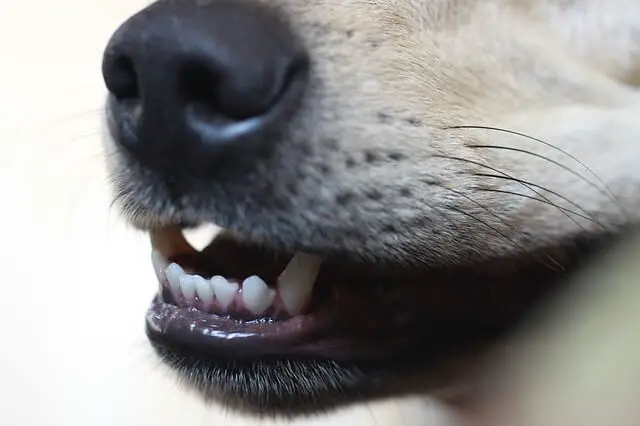 zubi psa