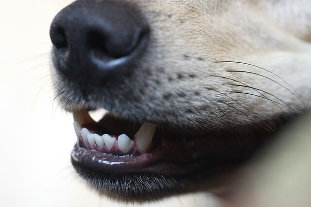 dog teeth