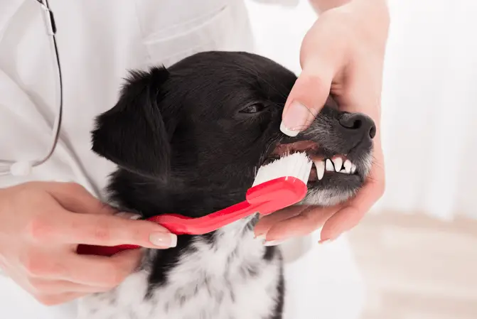 pulizia dei denti di cane