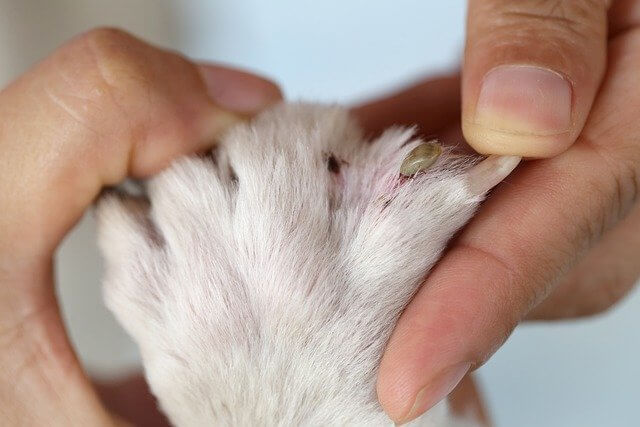 dog tick bite