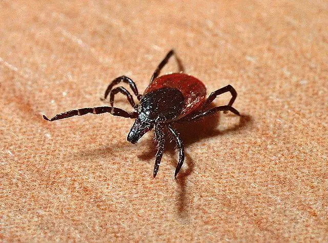 dog tick closeup