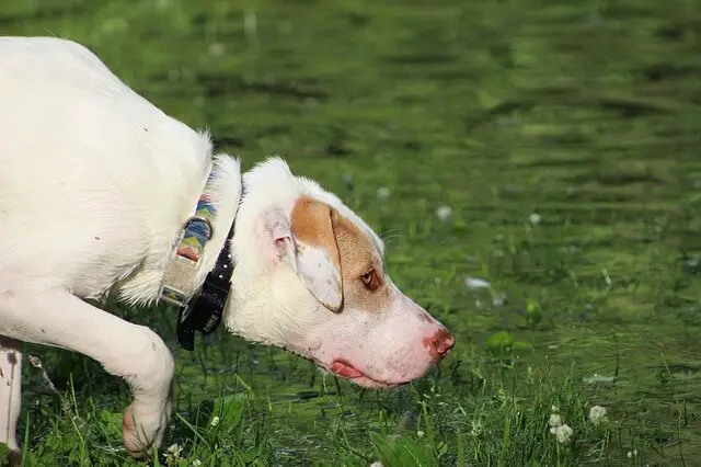 dog tracking a scent