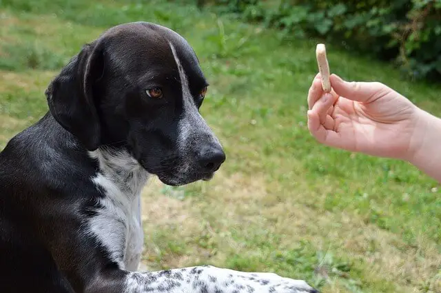 addestramento del trucco del cane