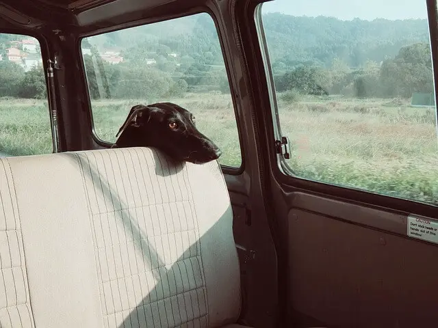 dog waiting