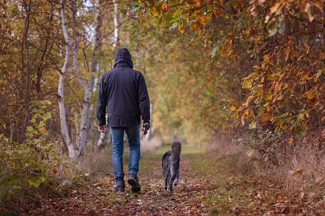 perro caminando