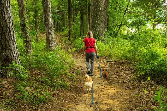 dog walker in woods