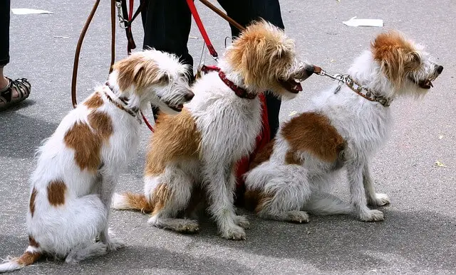 dog walker with 3 dogs