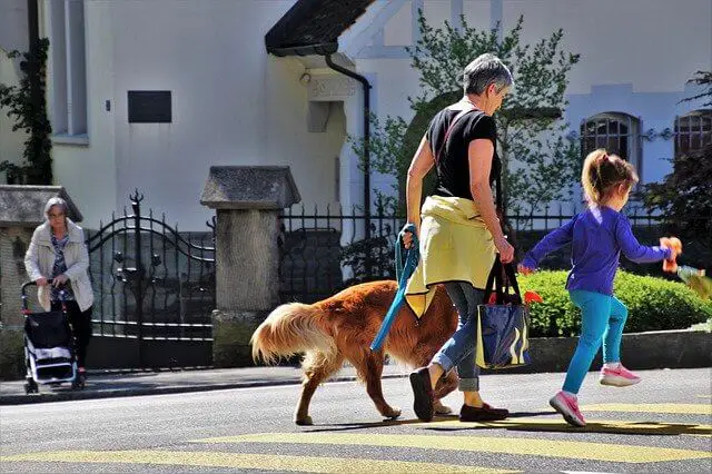 dog walking on leash