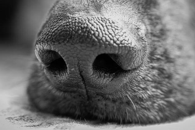 dog wet nose