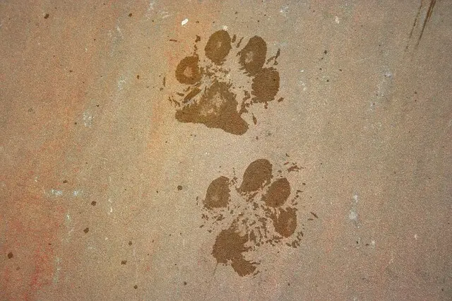 dog wet paw prints