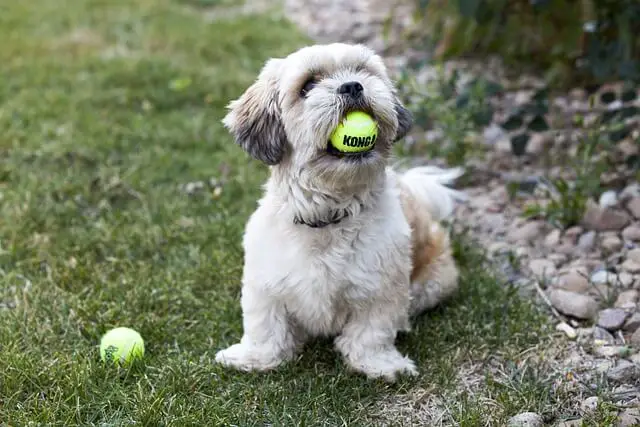 dog with a ball