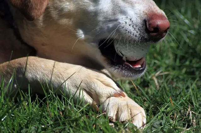 perro con una pelota en la boca