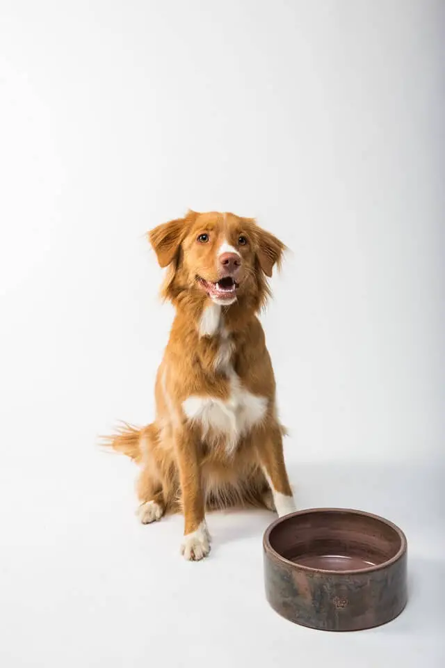 dog with a bowl