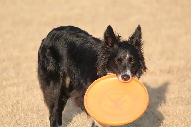 dog with a frizbee