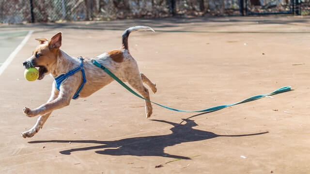 dog with a leash