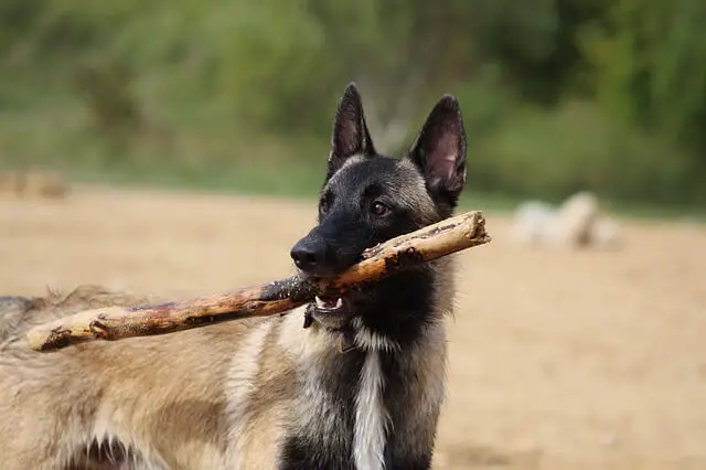 dog with a stick