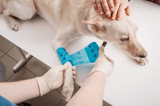 dog with bandage