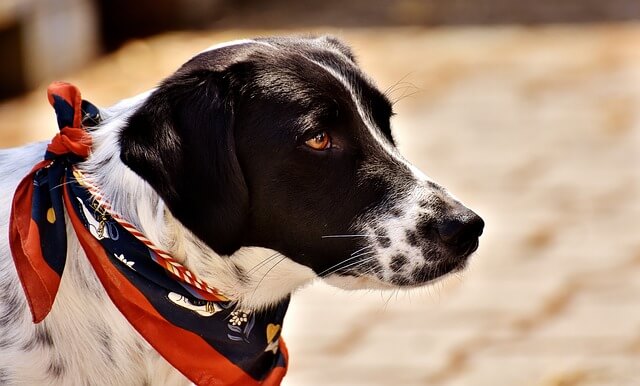 dog with bandana