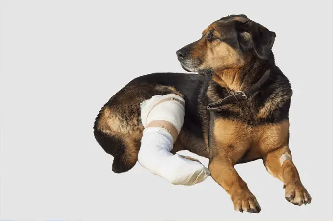 dog with broken leg