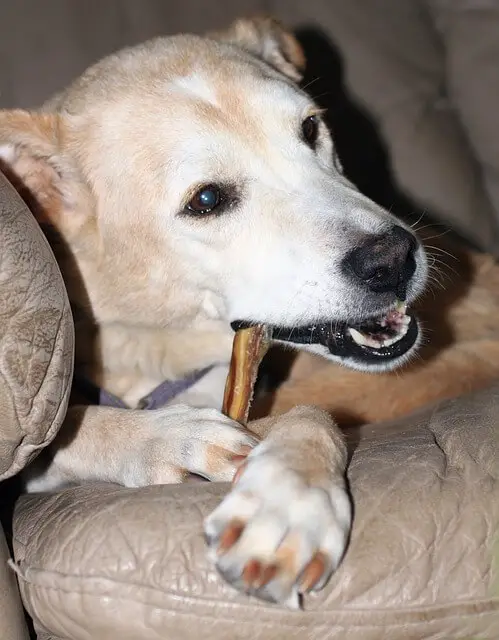 dog with Bully stick
