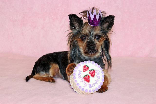 dog with cake