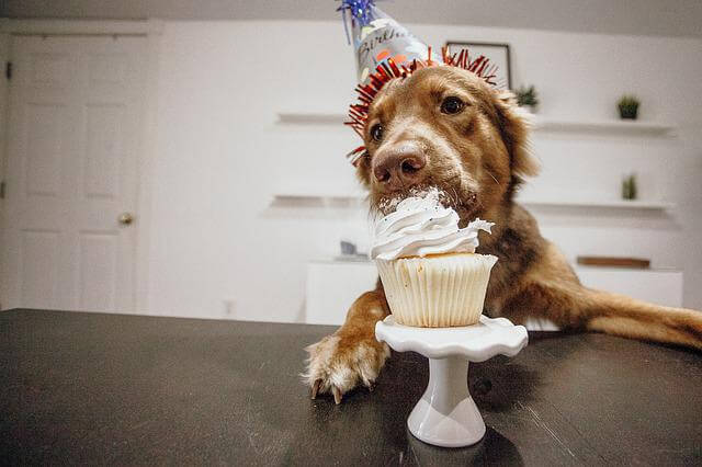 dog with cake