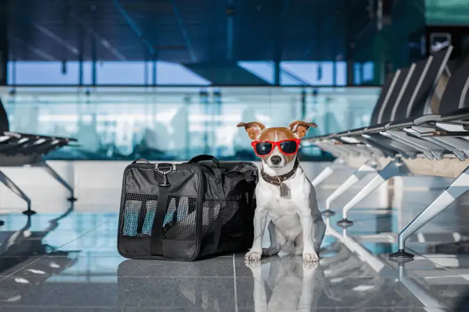 dog with carrier on airport