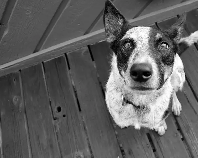 dog with cloudy eyes