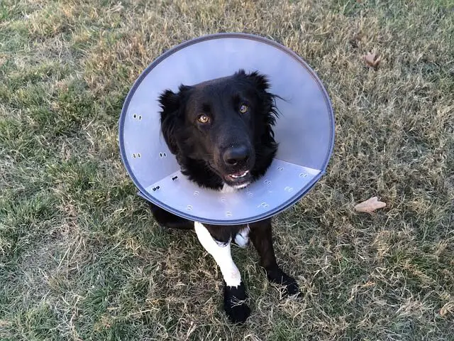 dog with cone